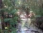 I AM SUMMER: This is a photo of the pristine Wanggoolba Creek on Fraser Island. Taken by Lyn Day, 751 Bruce Highway, Chatsworth. Magic place.